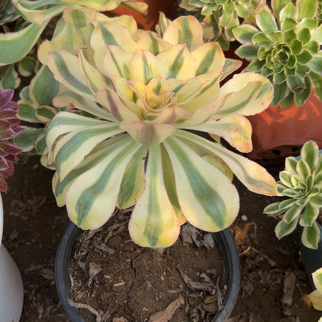 多肉植物多肉植物