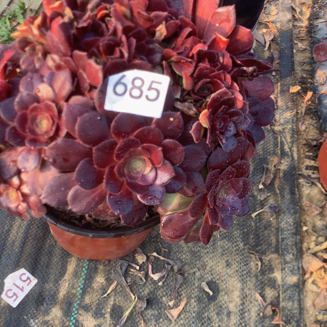 685荷兰玫瑰多肉植物