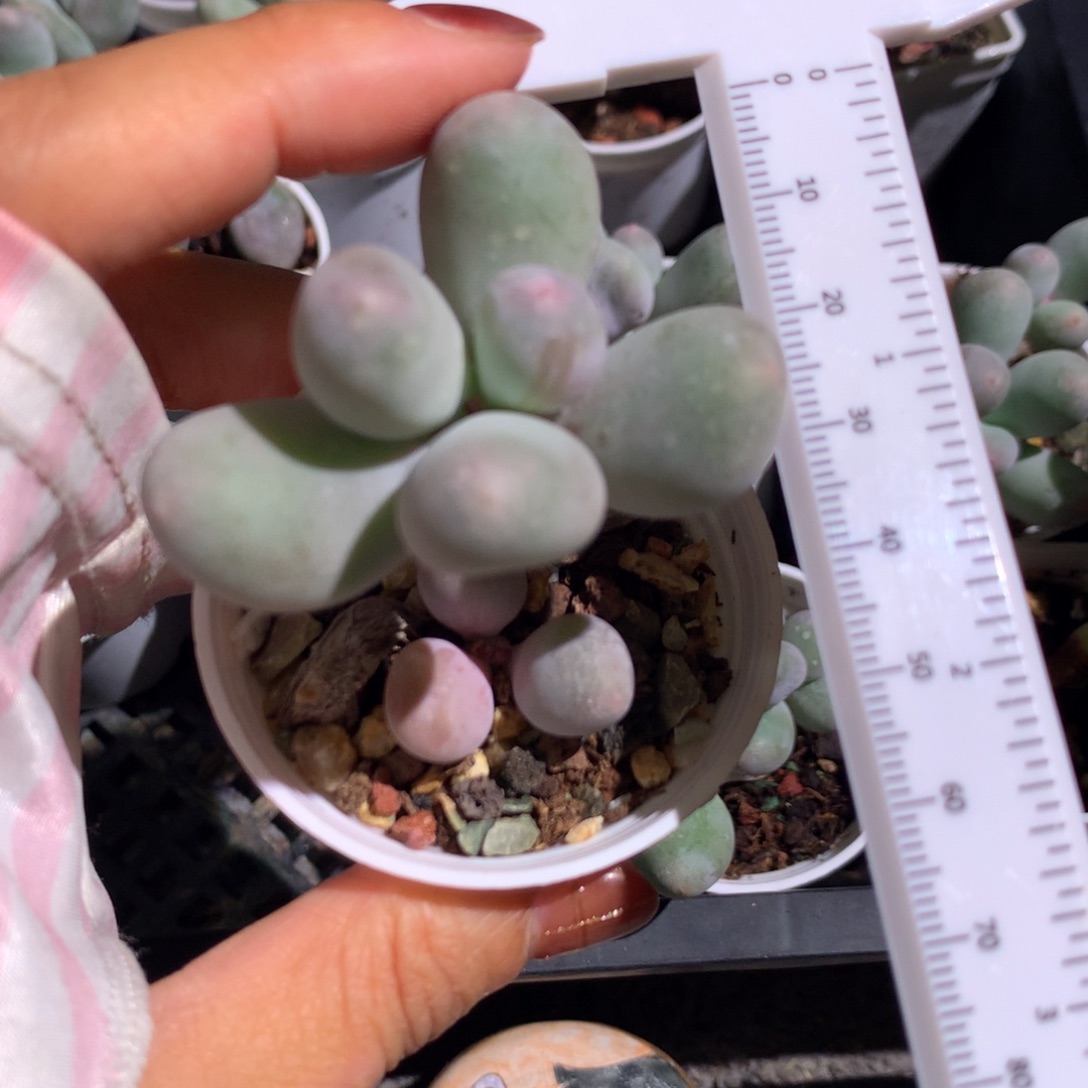 米可奶，不售后，不满28发叶片一片，到付