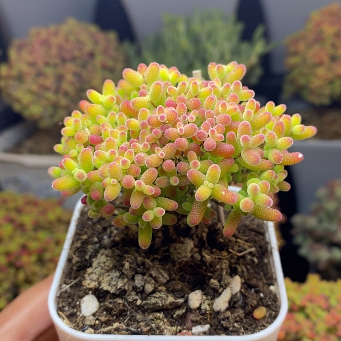 无花朵18号蜜橘糖球