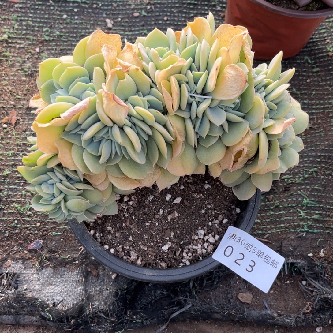 023凤杂缀多肉植物