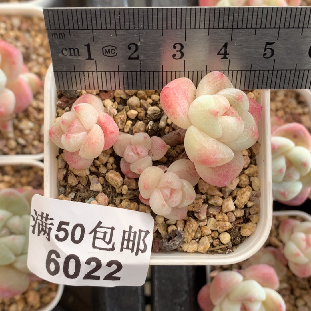 6022。小脸飘枝冰玉四头。