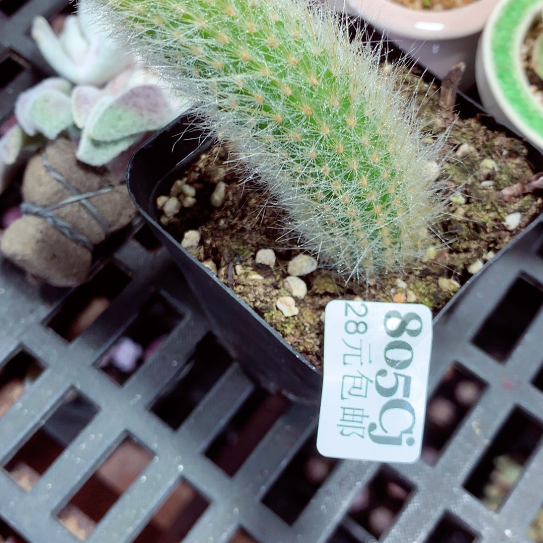 5厘米盆精控多肉805