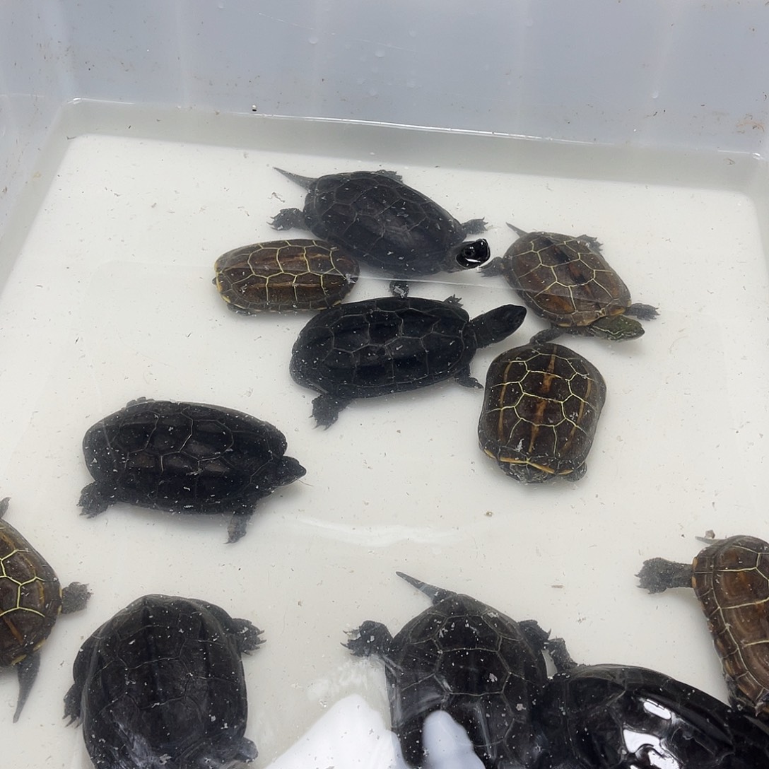 神***室中华草龟公1237896