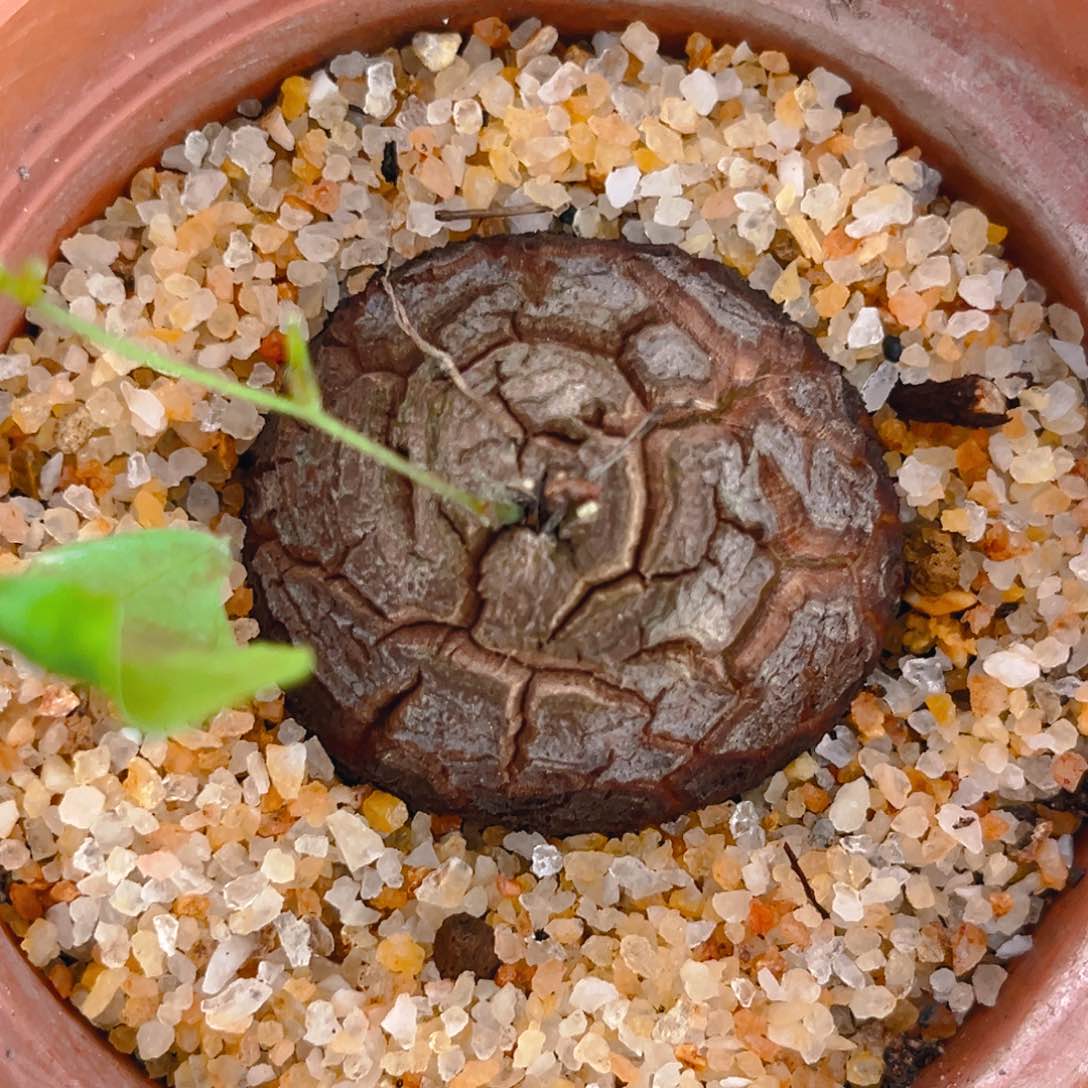 南非龟甲龙，带盆发