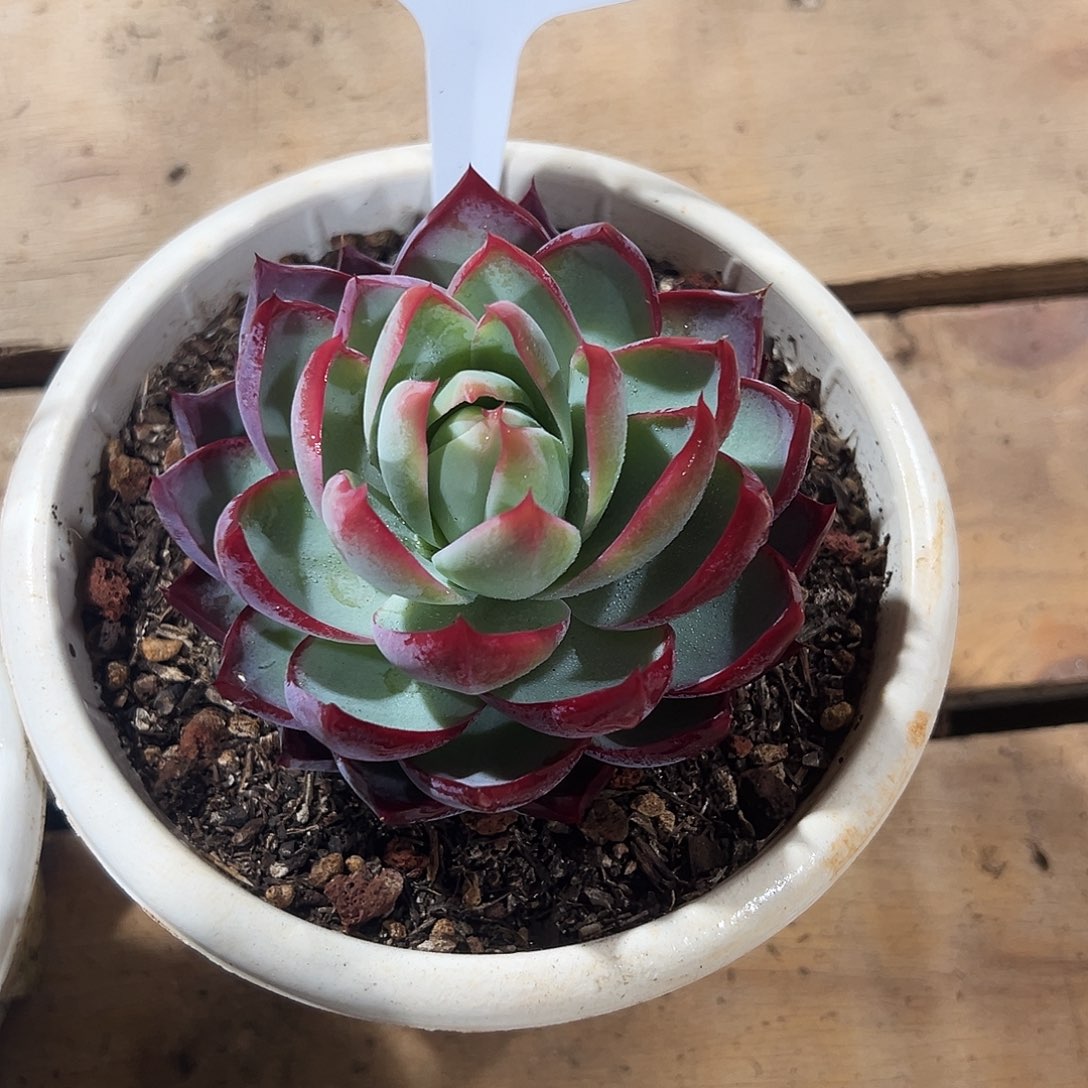 知***乐惊鸿仙子一物一拍326号