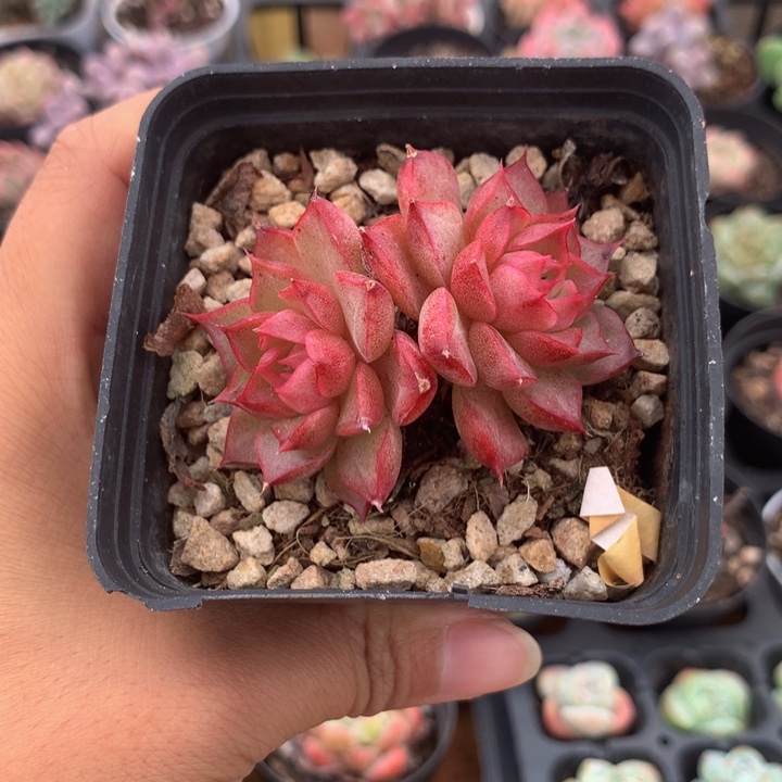 精控女王双头多肉