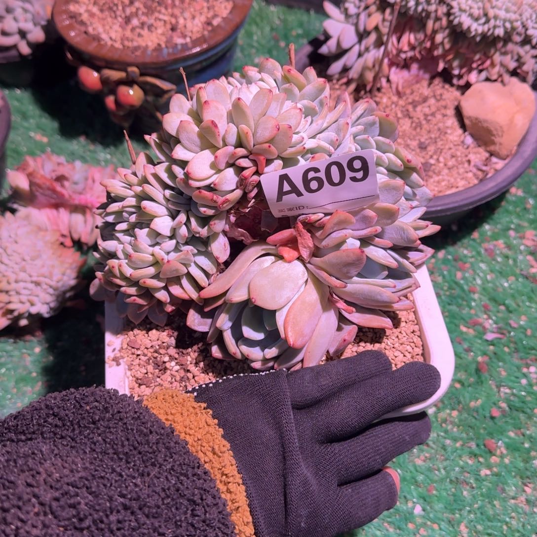 星影树形缀呀呀呀呀