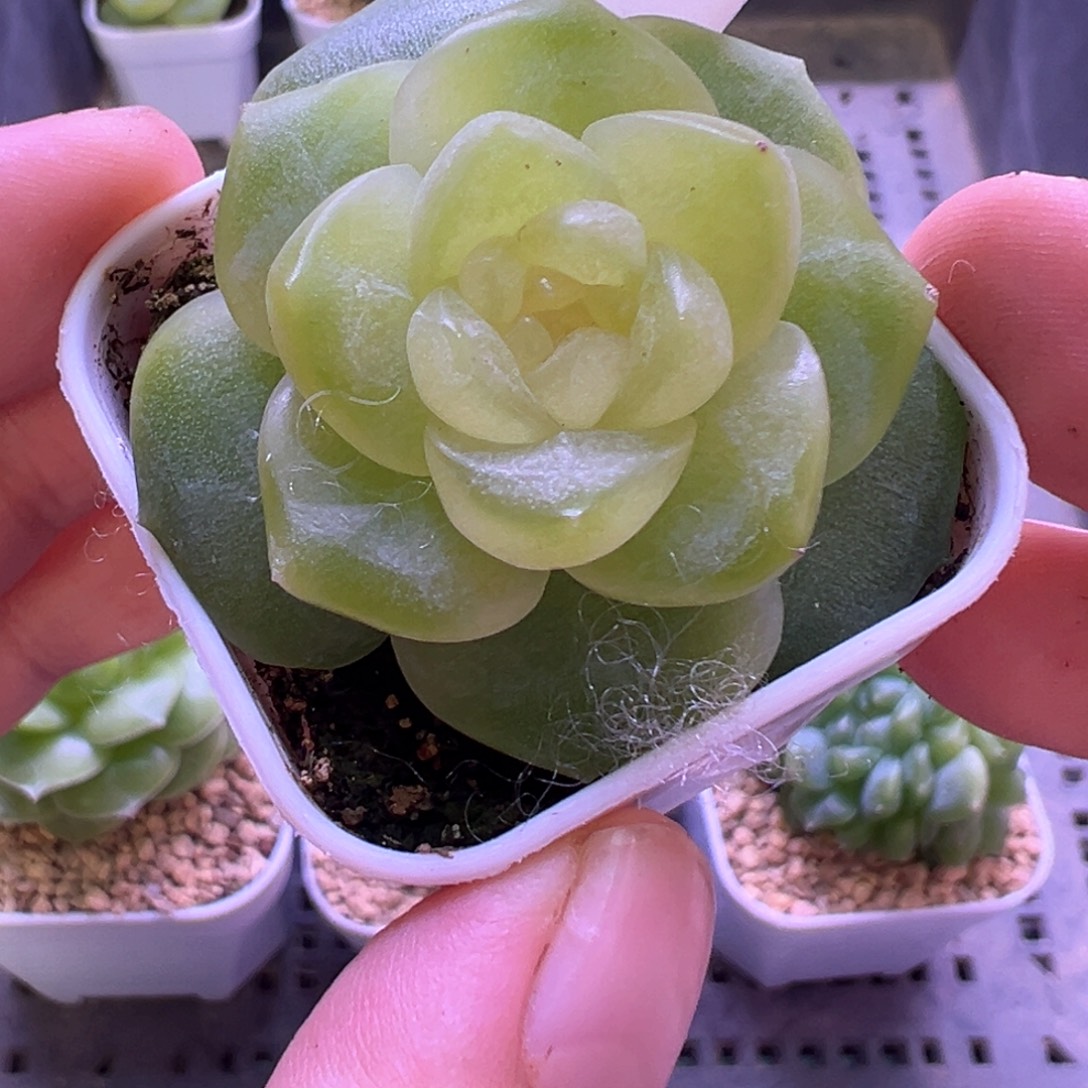 426号谪仙晗雨多肉植物