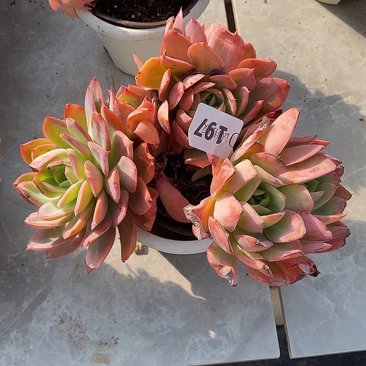 血***怕197绮罗多肉植物多肉