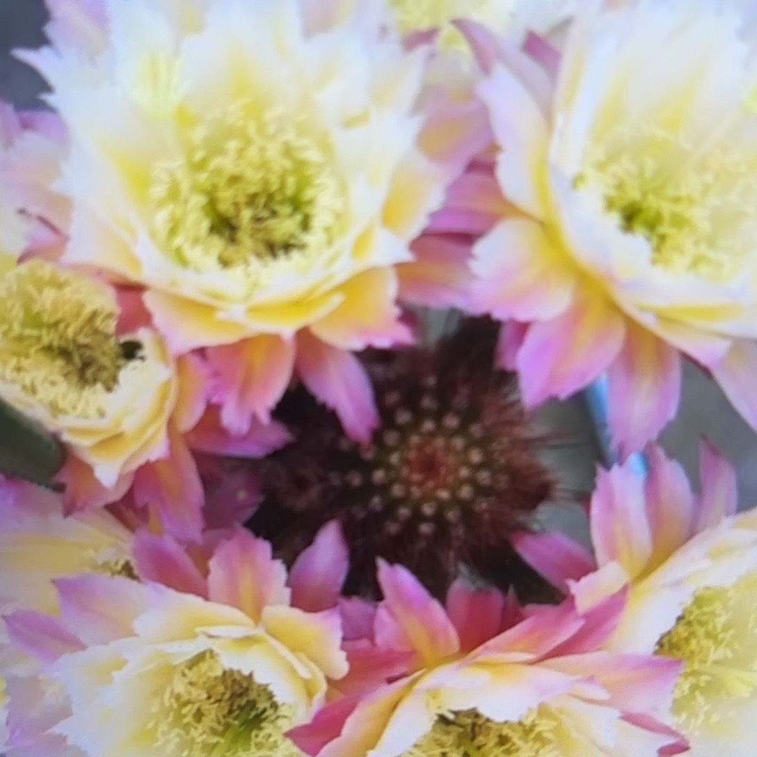 126毛侧牙20包邮29