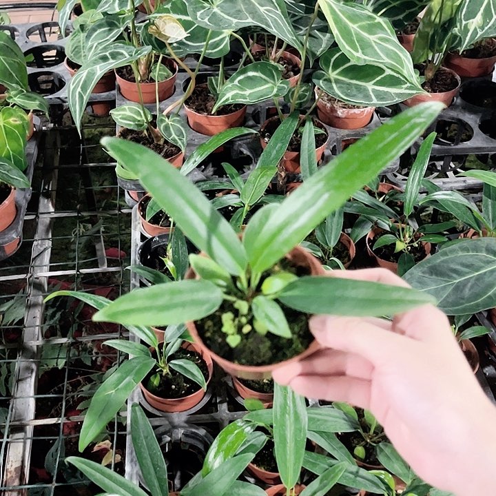 不开花植物贝克利领带