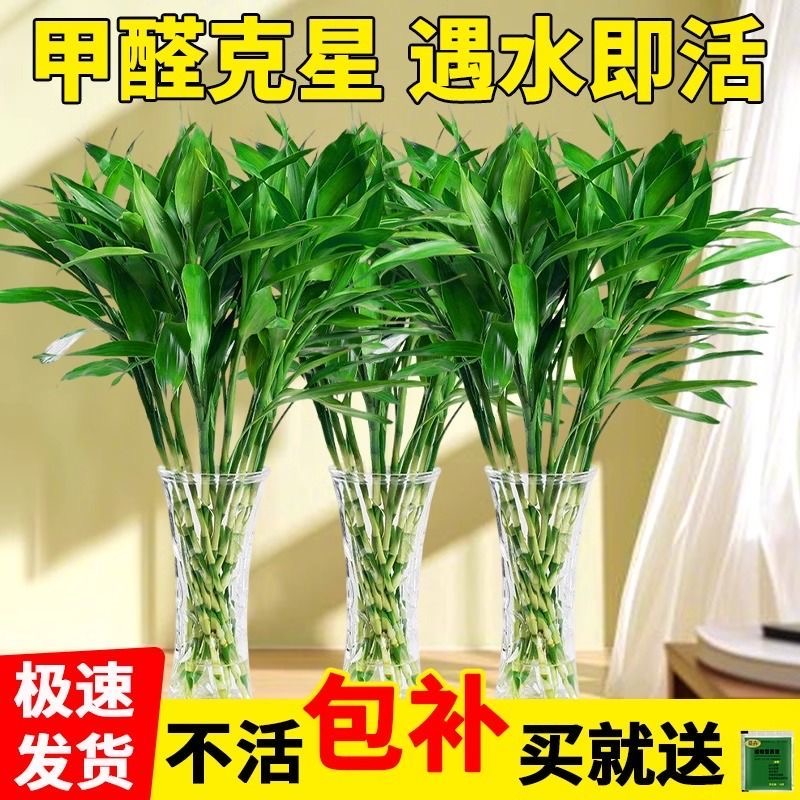 【纸箱发货80一90CM】富贵竹水培养花卉绿植物大棵客厅净化空气室内