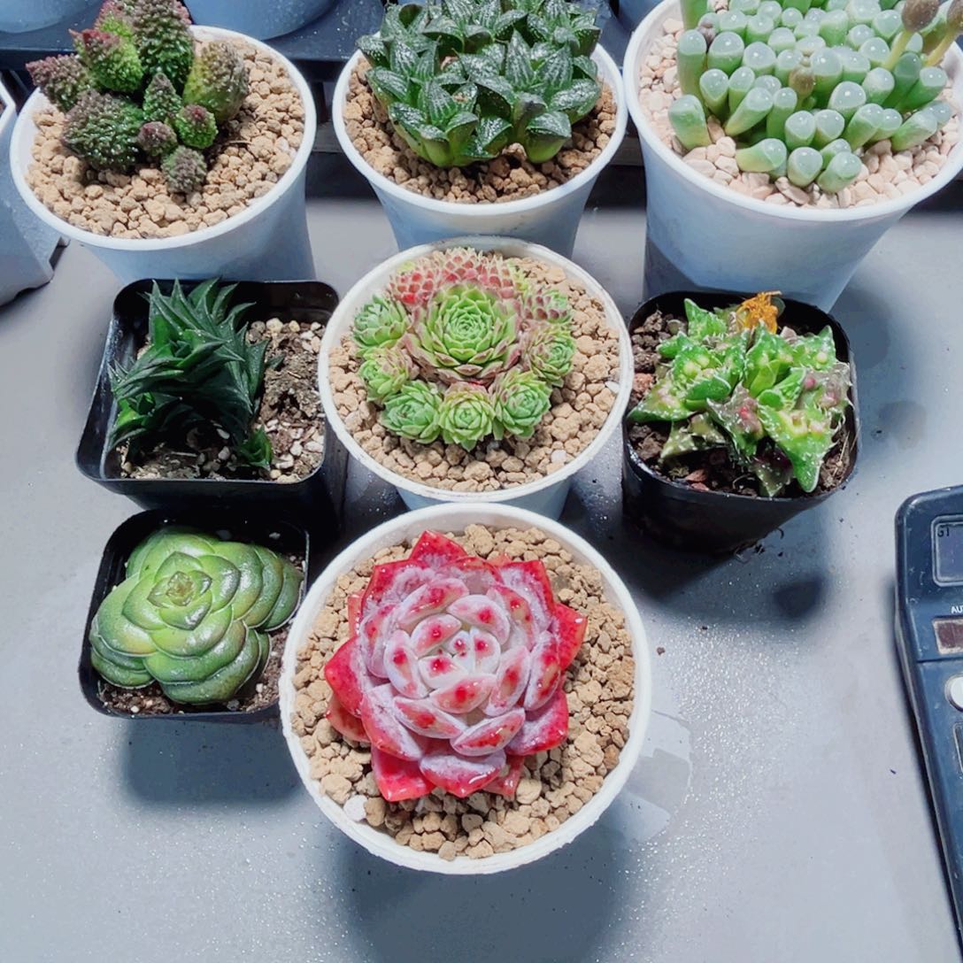 扎***灰8棵漂亮肉肉多肉植物6666