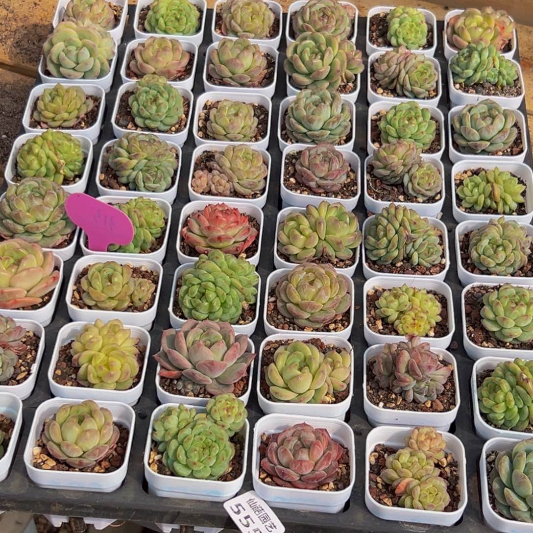 蚂***蚁555多肉葡萄的味道是真的