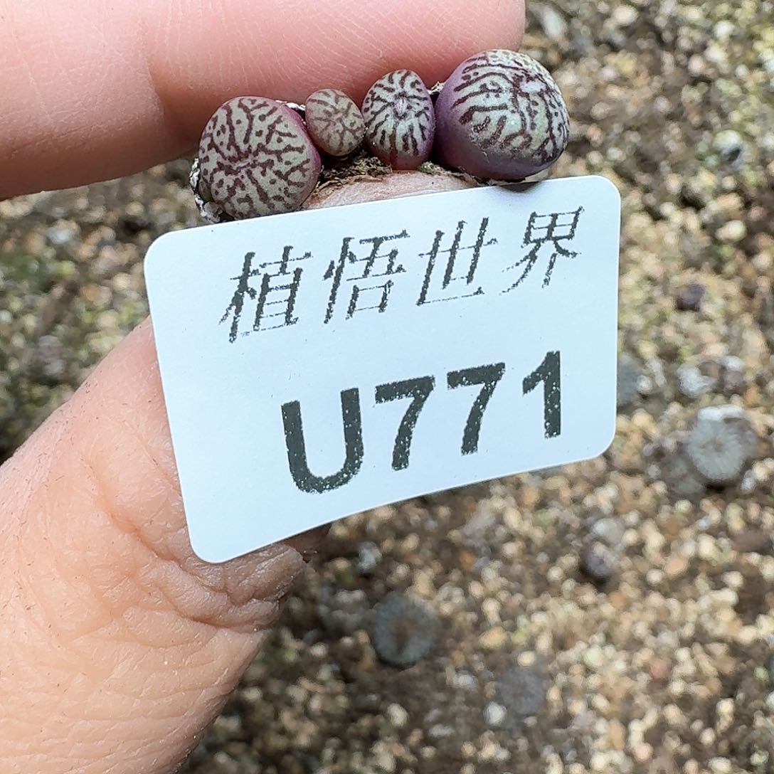 771盒多肉植物哇fg j