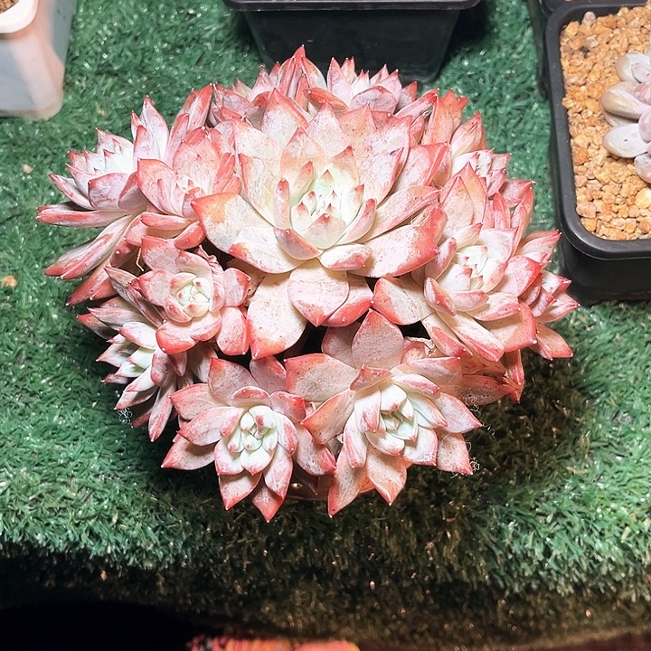 粉蓝鸟13号码牌子的话题了
