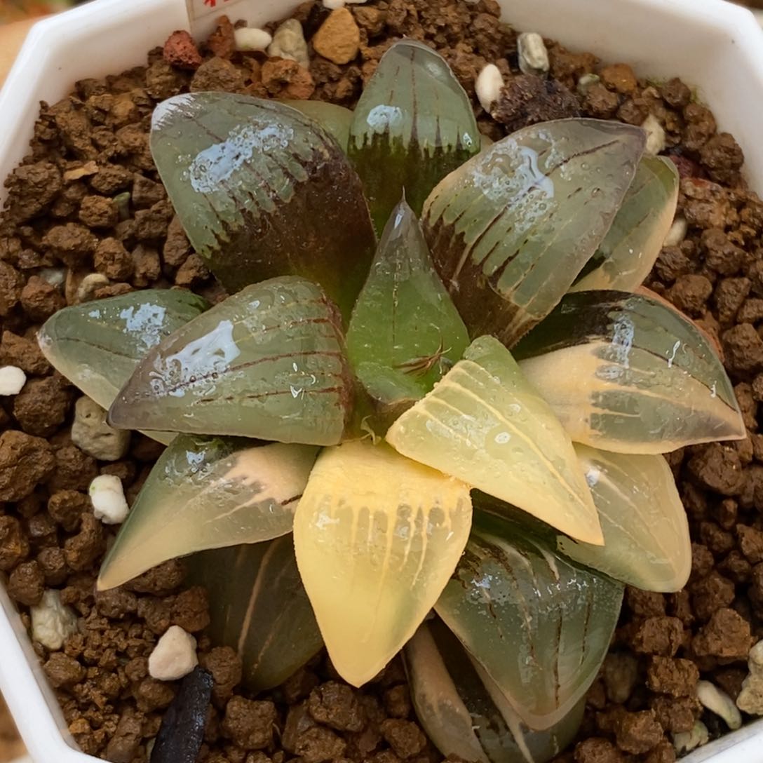 168红文寿多肉植物