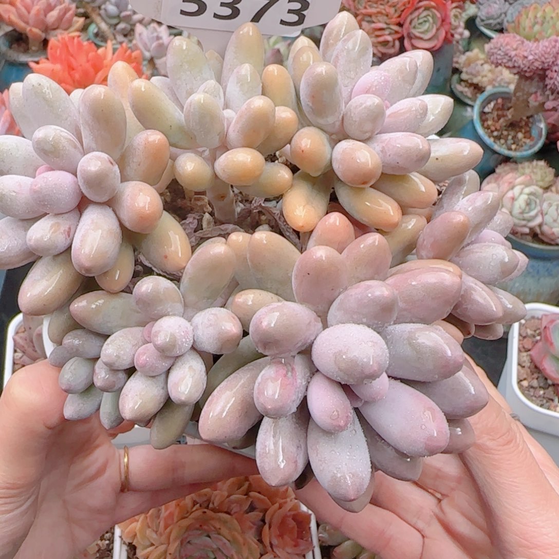 多肉植物5373…………….