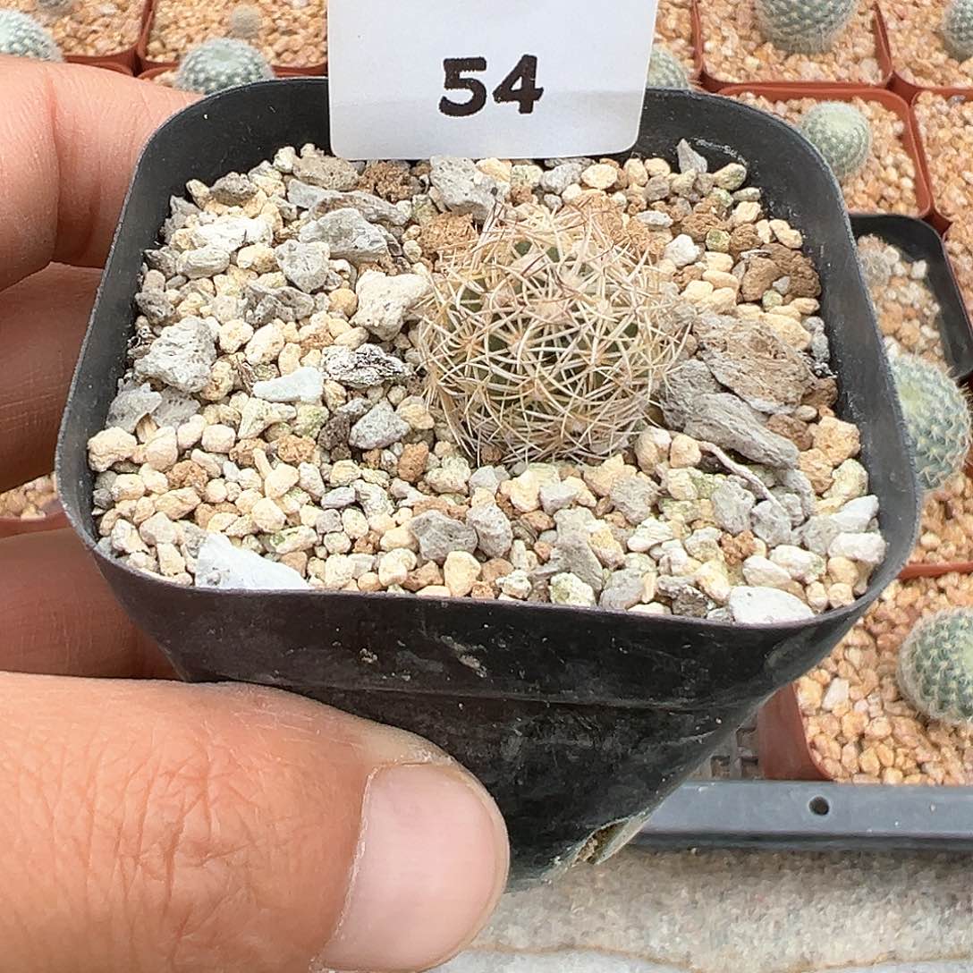 顶花球，子播实生，仙人球