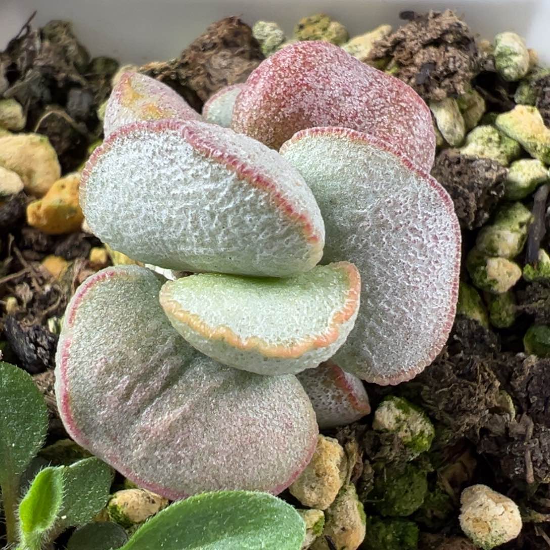 实生多头纯木质桩多肉植物水泡