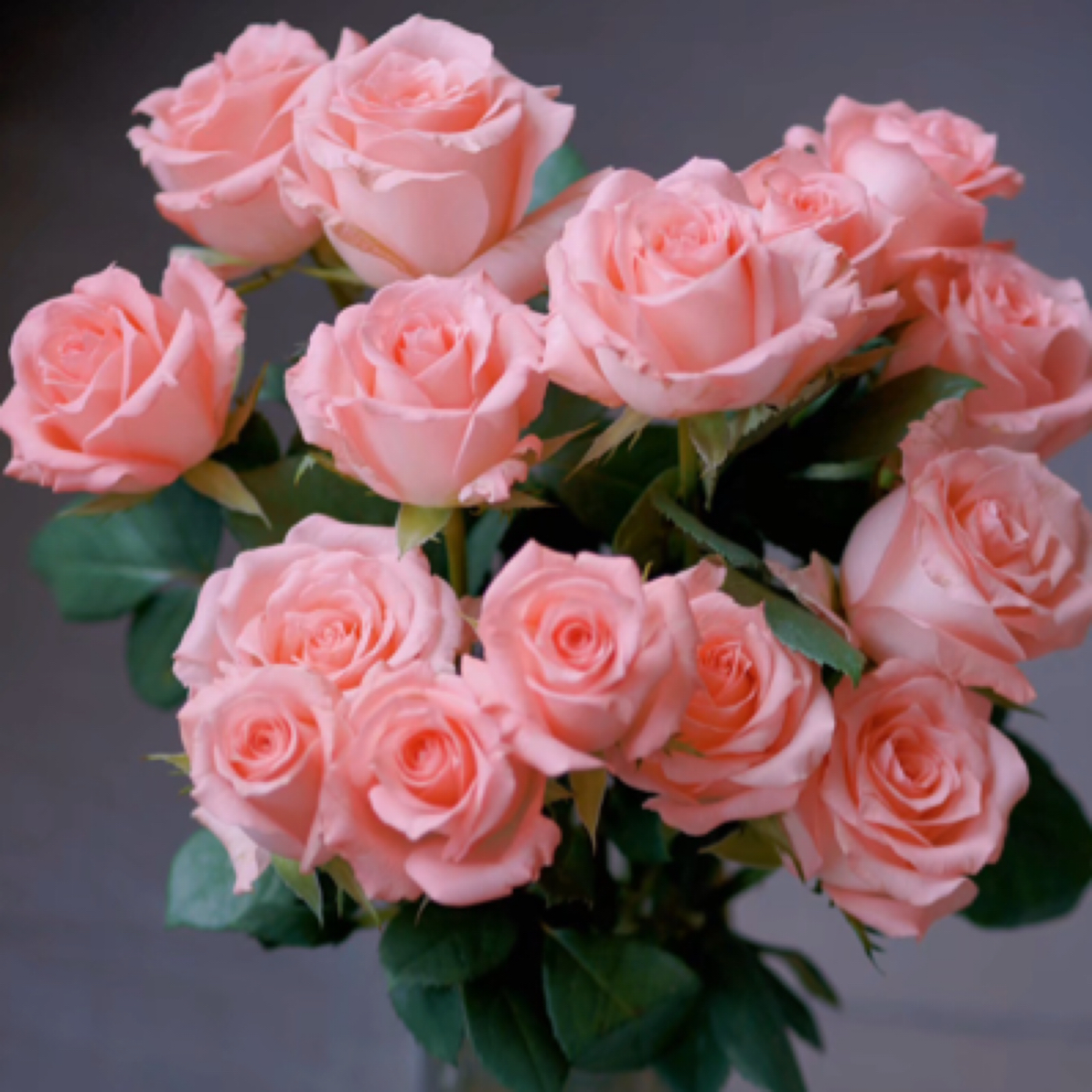 10支戴安娜粉玫瑰