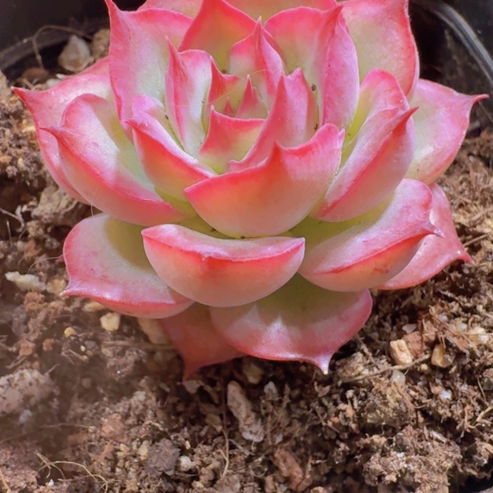 韩版侧影福利一颗