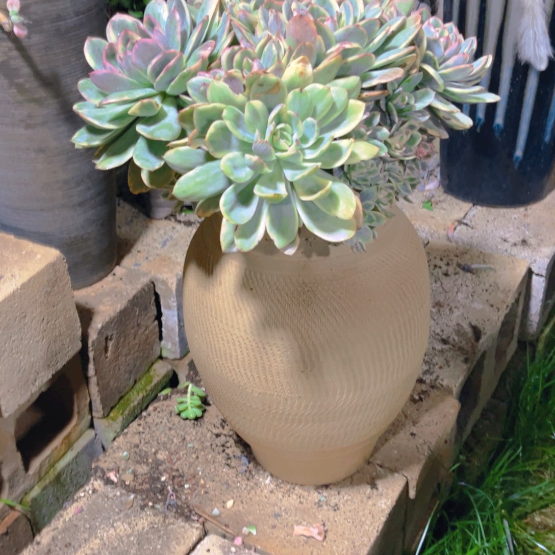 森***＊多肉植物保护。你的。肉嘟嘟