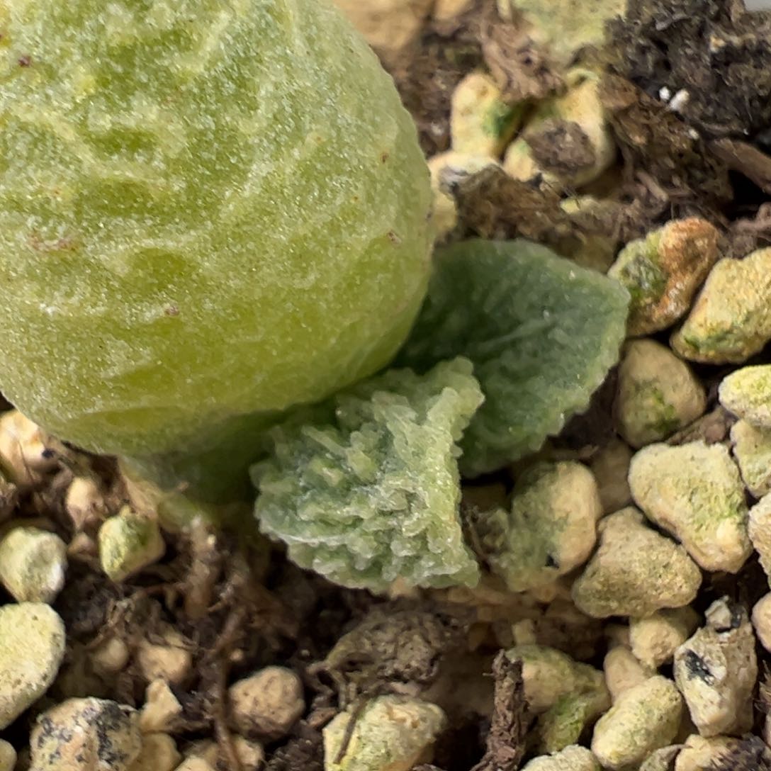 漫*实生底叶苗纹路款多肉植物水泡