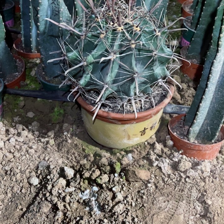 9****媛雎鸠玉仙人球一颗200