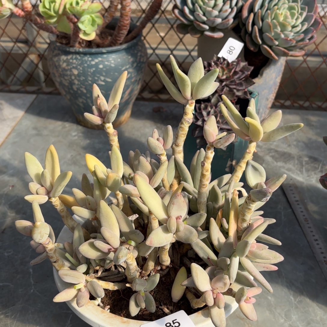 同温层多肉香蕉美人85