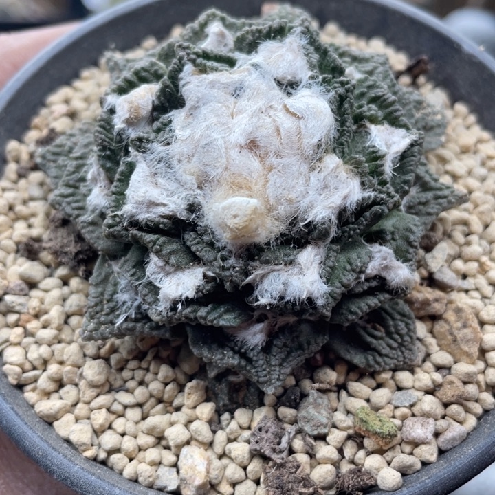 自根岩牡丹带盆发货