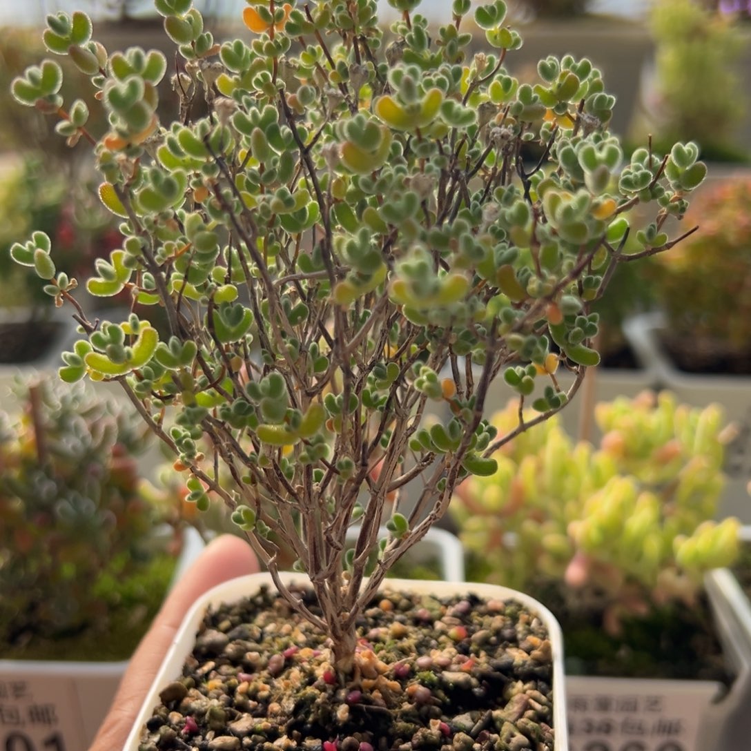 10-328枝干番杏多肉莱斯老桩