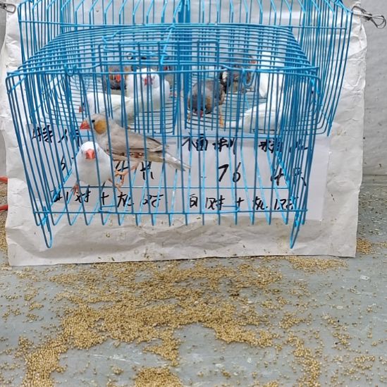 糖****珍珠鸟全品驼公➕白母