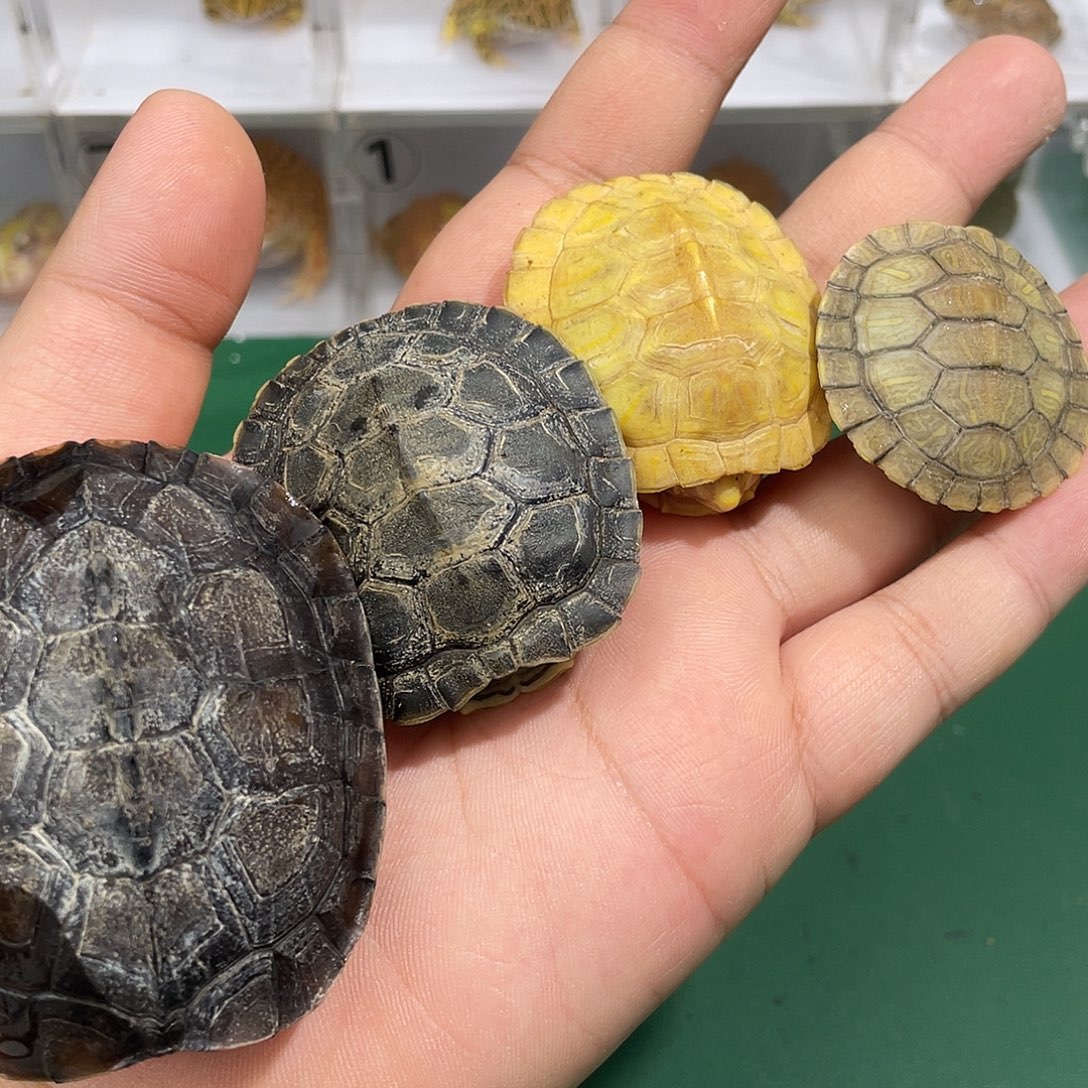 巴西彩龟不分公母