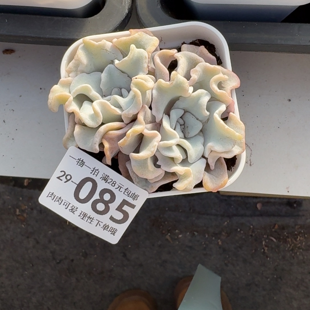 芭蕾舞者无盆土发货