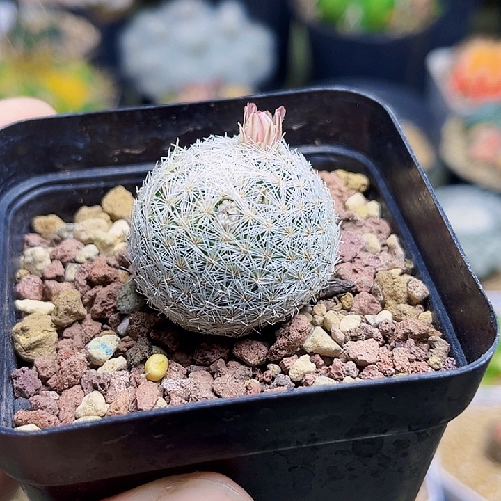 魔美丸实生球一颗3公分