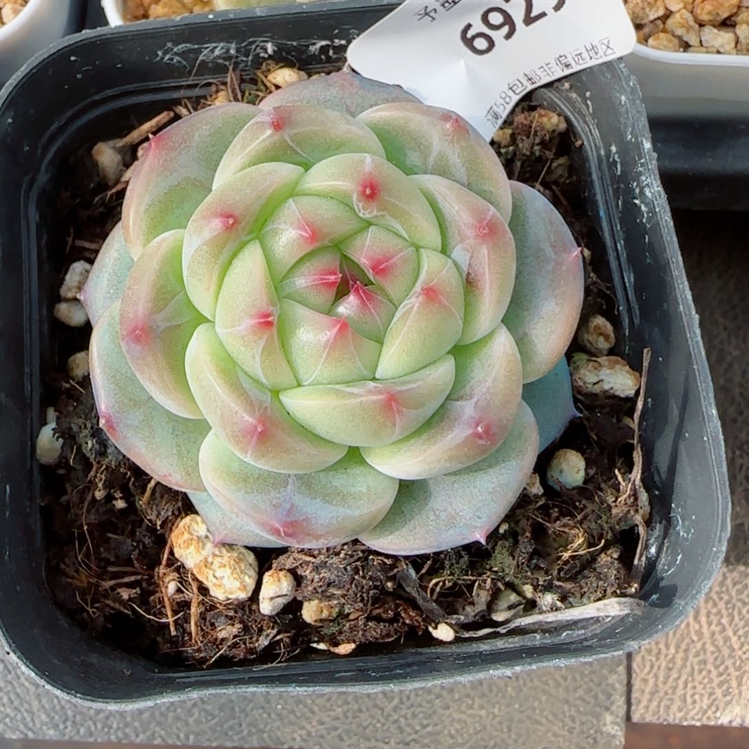 星辰，6929多肉植物