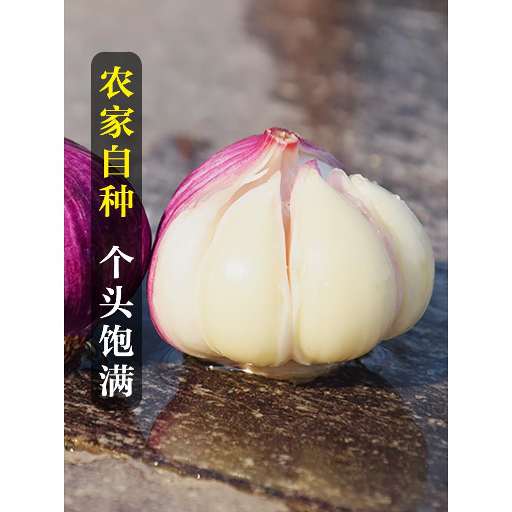 当季干蒜云南紫皮大蒜新蒜特大果蒜头农家多瓣蒜批发包邮