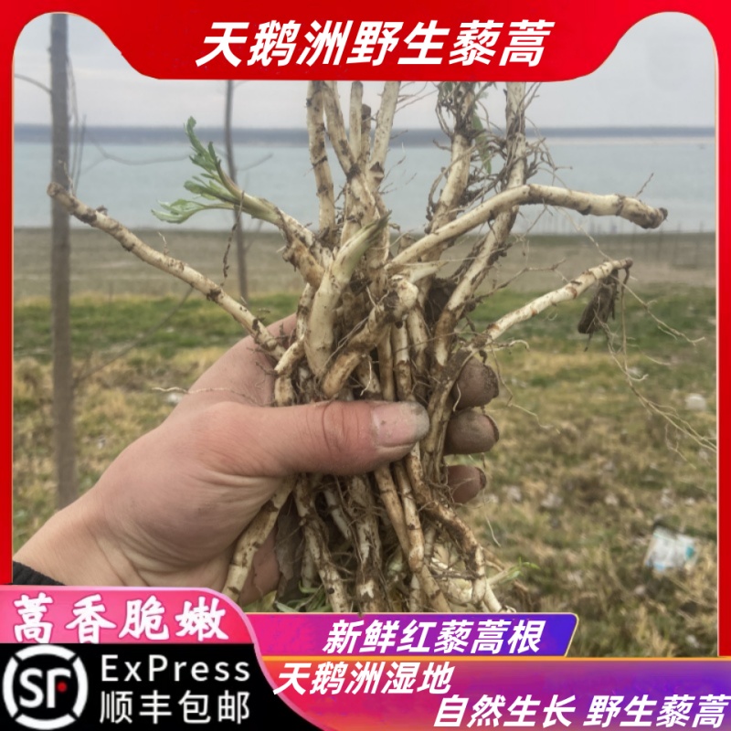 湖北特产新鲜藜蒿根泥蒿根芦蒿根柳蒌蒿根食用时苓蔬菜现挖当季菜