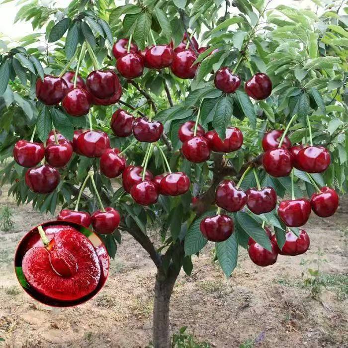 ZB【正宗树苗】黑珍珠车子盆栽地载南方北方阳台庭院果树苗