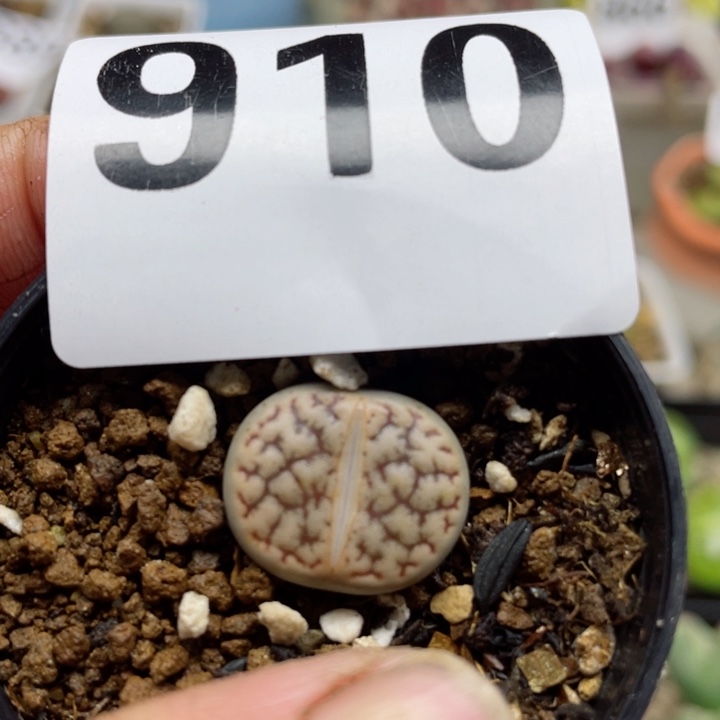 910母本带盆零下拍保温