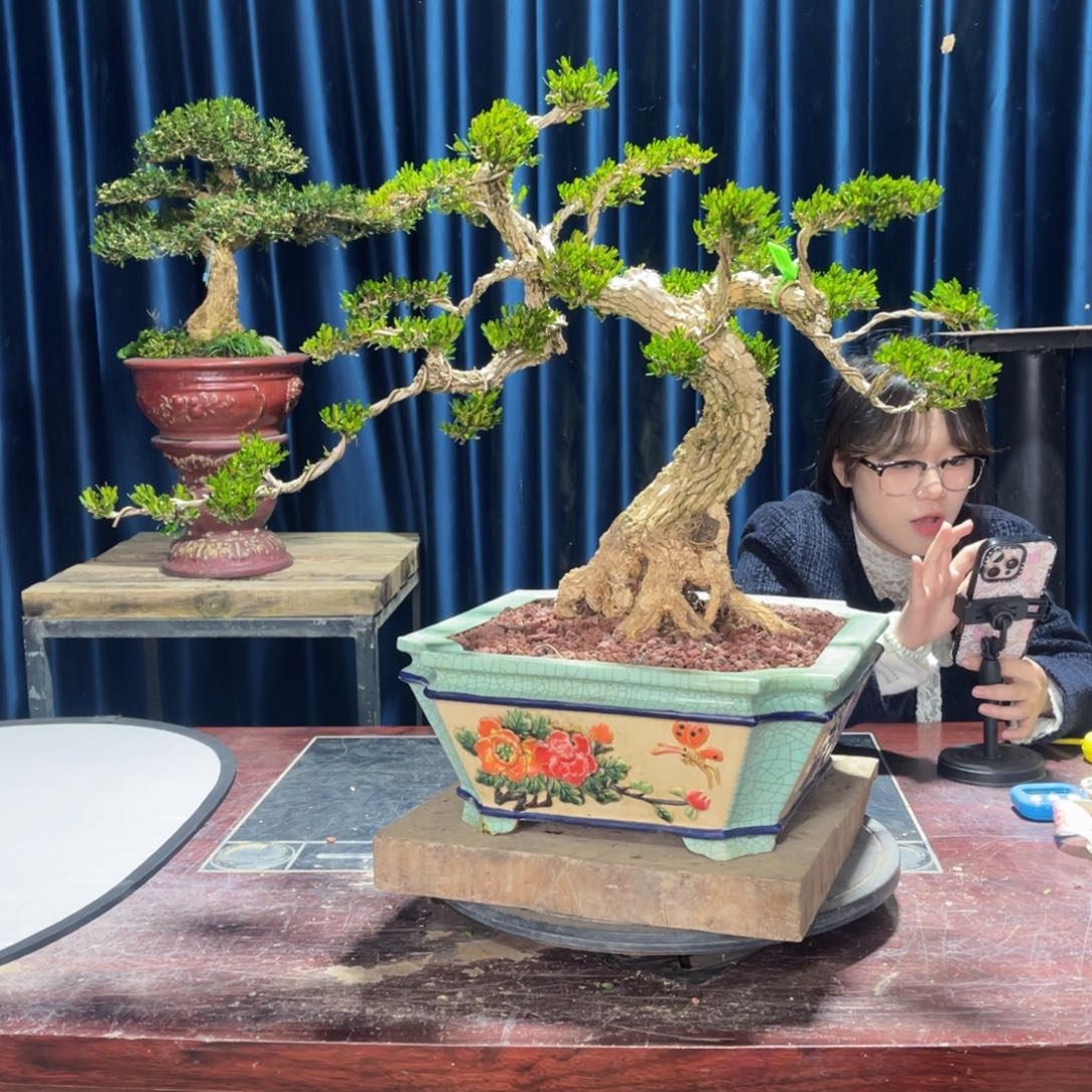 四季常青老桩黄杨盆景