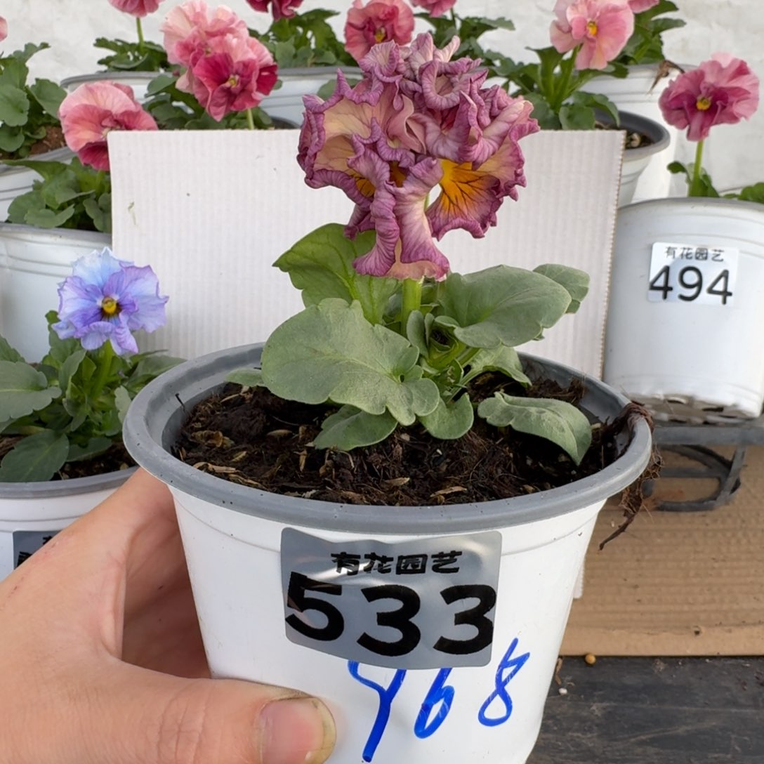 全部花朵533号角堇