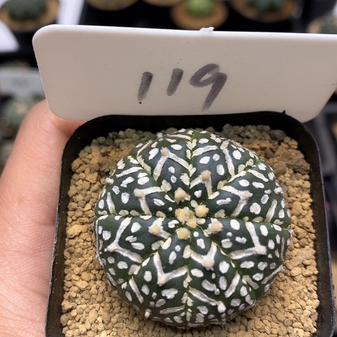 开播特价来了来了