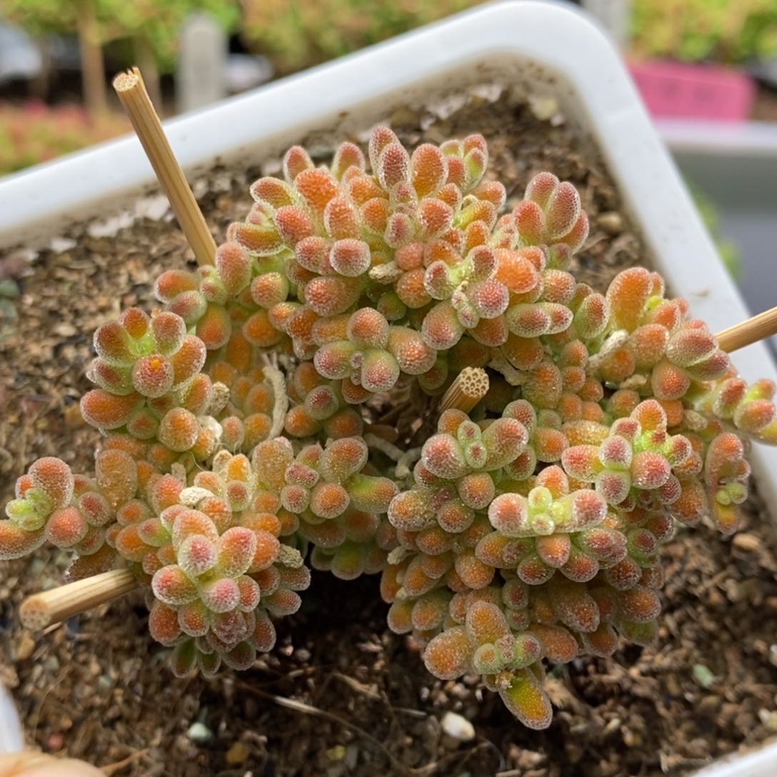 冰晶杂枝干番杏A977