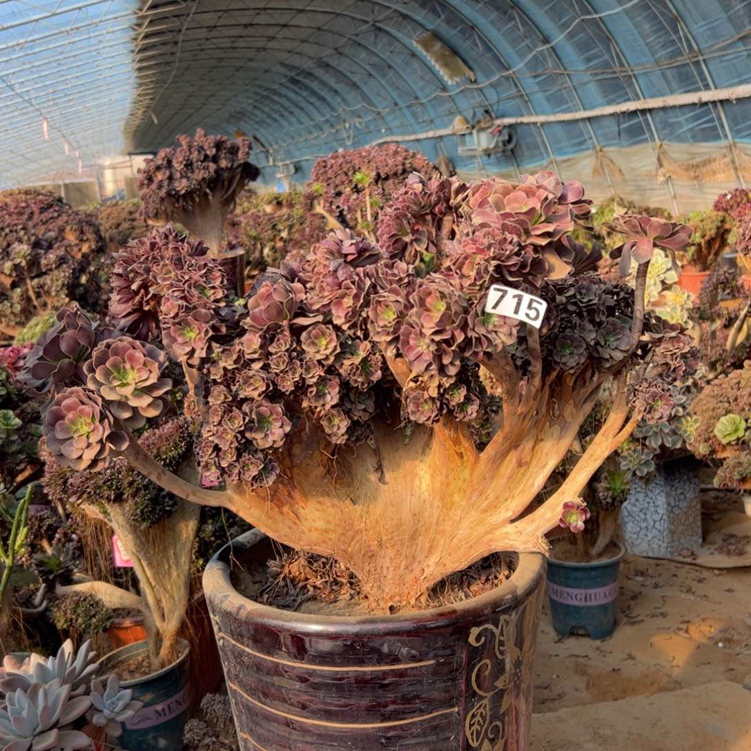 有伤欧紫朵缀715冠服54