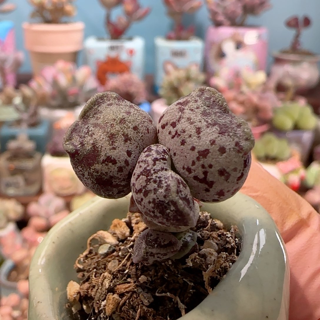 胖白猫耳 盆口3cm