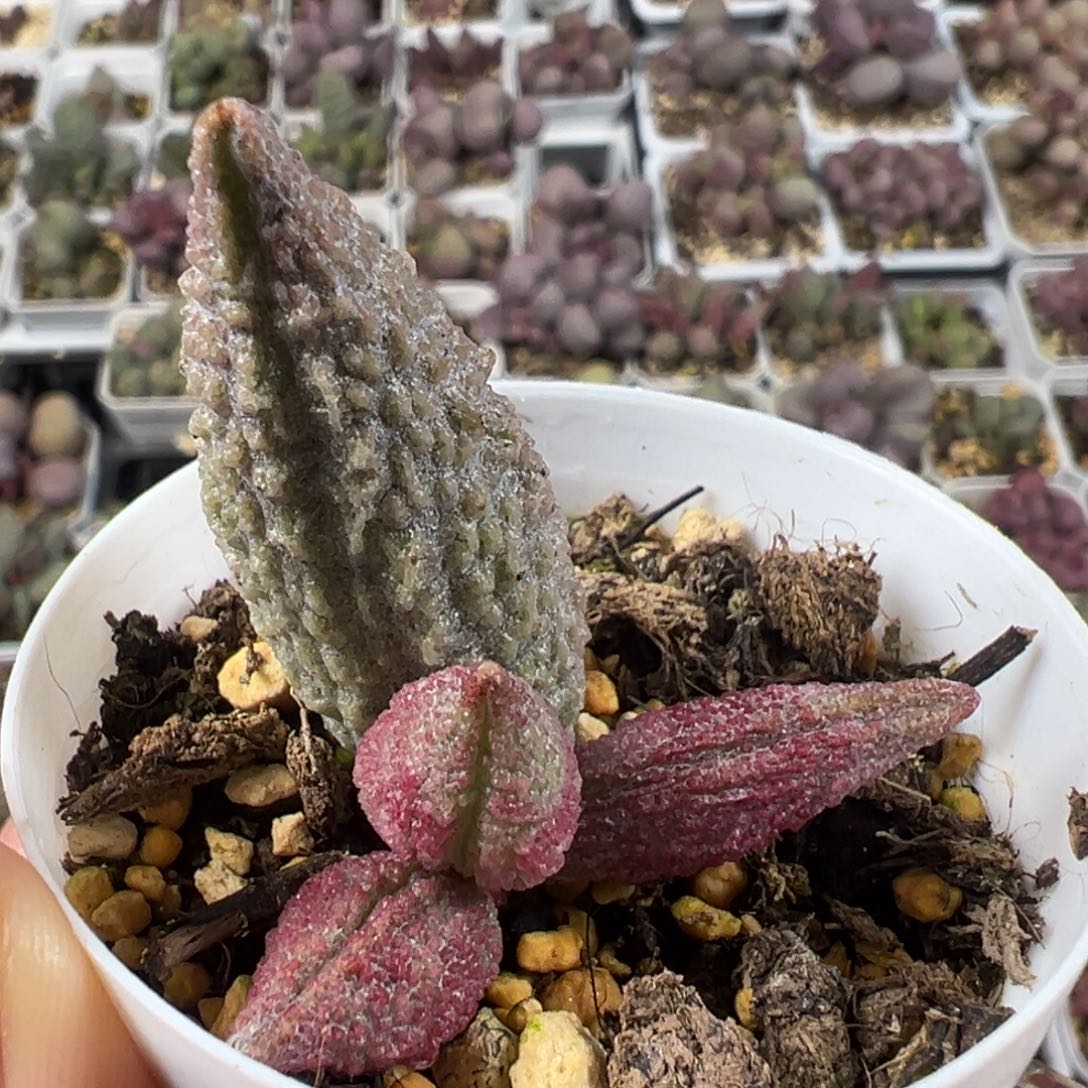 蓝魔大苗多肉大叶子纹路款多肉