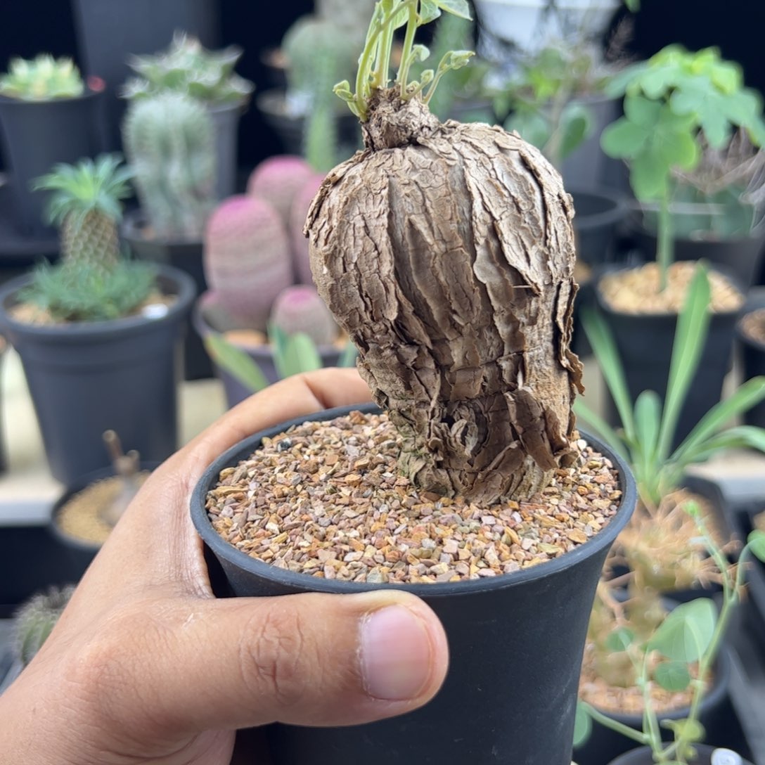 冰蓝龟一物一拍带盆发